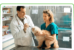 Consulta Veterinaria La Almunia - Cariñena revisión de perro