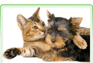 Consulta Veterinaria La Almunia - Cariñena gato y perro