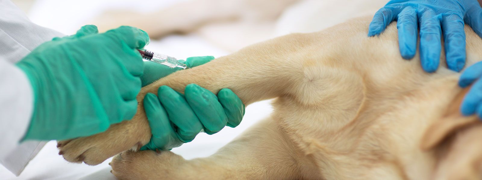 Consulta Veterinaria La Almunia - Cariñena vacuna para mascota