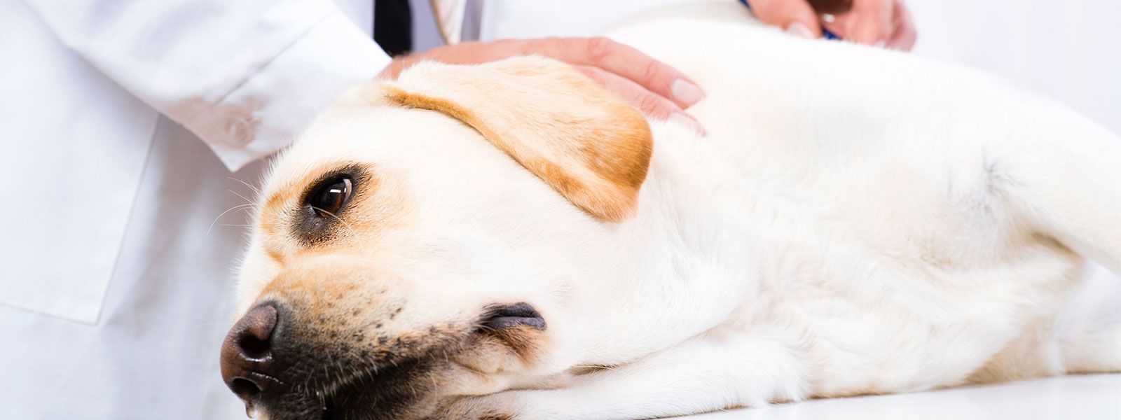 Consulta Veterinaria La Almunia - Cariñena perro en una camilla